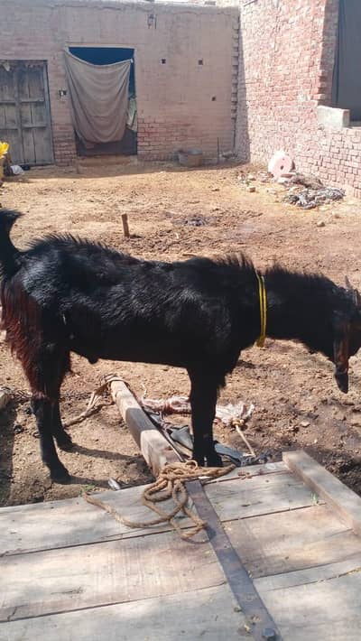 mokay py qami hu sakti hai thori si