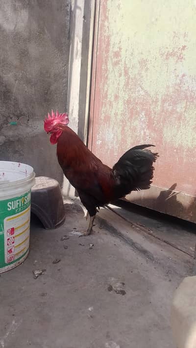 Ghar ka Pala Desi murga