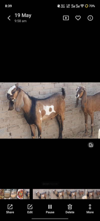 khubsart Nagra baqra 60 to 65kg live w8