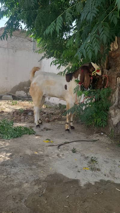 Bakra for sale