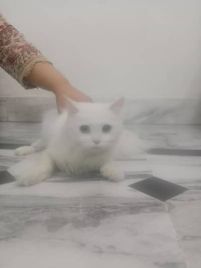 female kitten