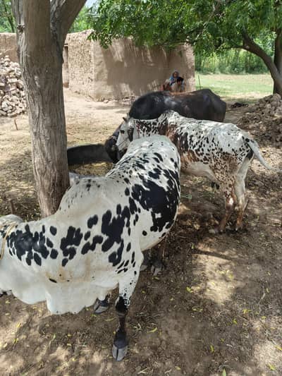 katta for sale