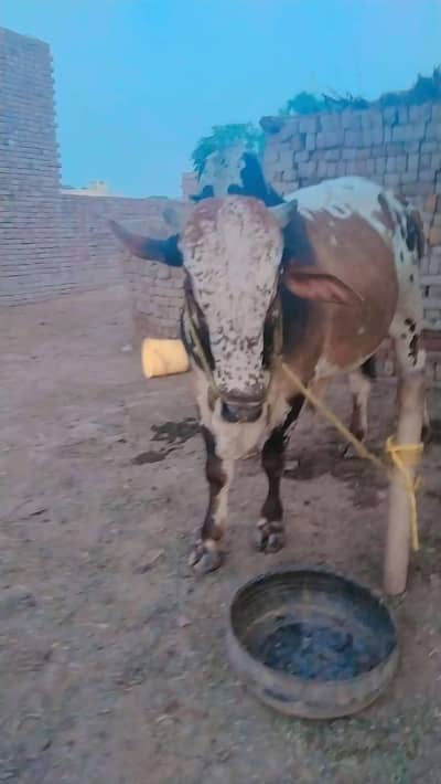  رانوجا کیٹل فارم پل رانگو ملتان 