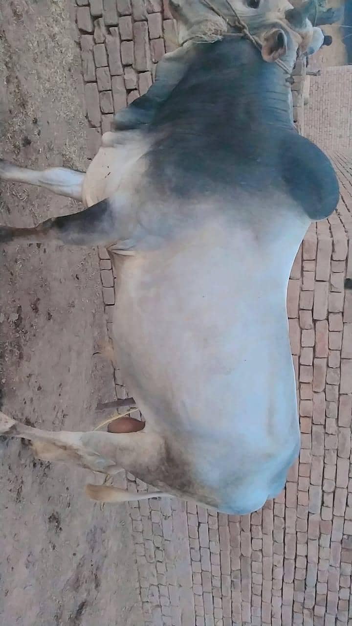رانوجا کیٹل فارم پل رانگو ملتان 1