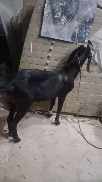 Bakra ,goat 03448502692