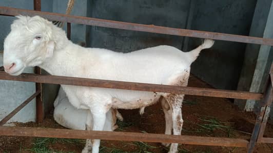 qurbani Mundra chatrA