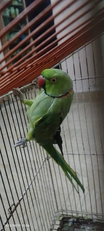 Green parrot