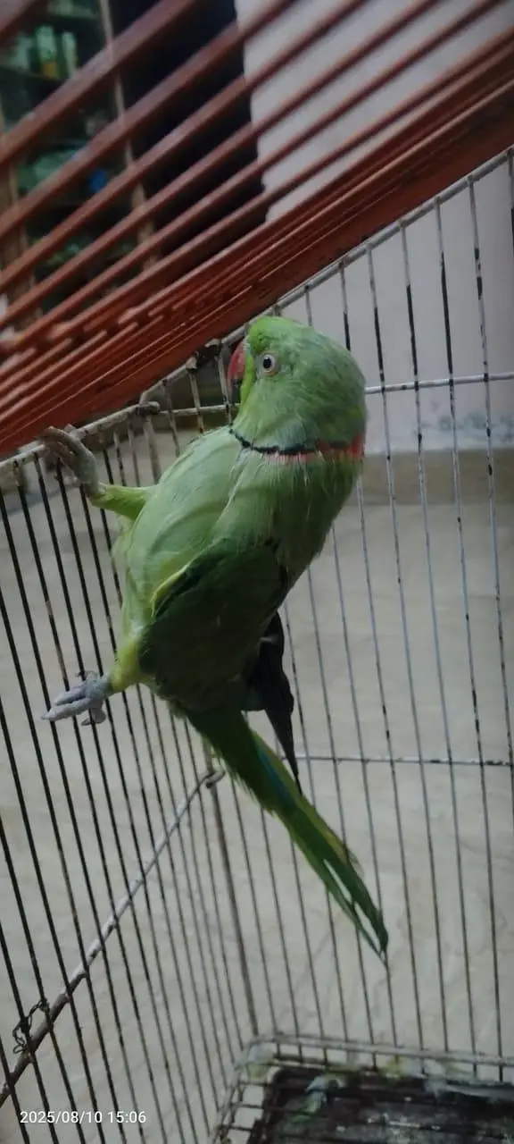 Green parrot — photo 3