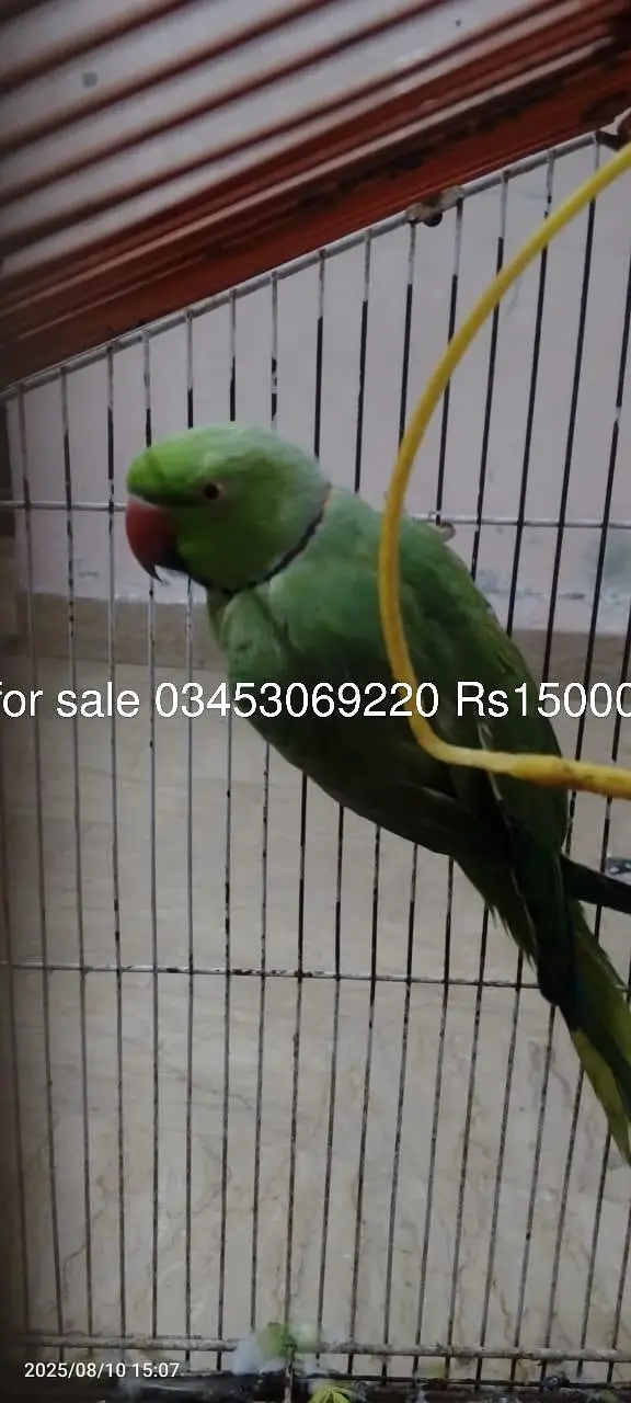Green parrot — photo 4