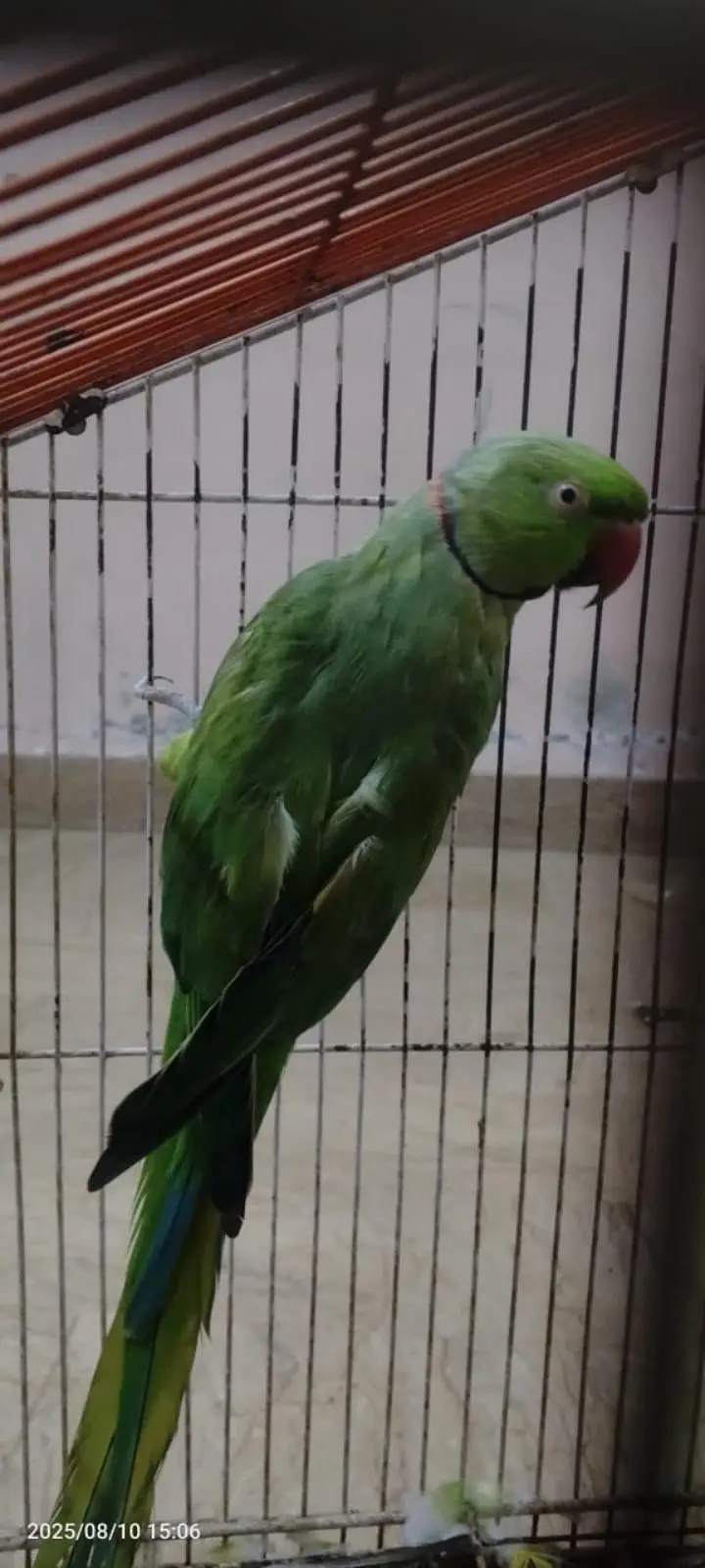 Green parrot — photo 5