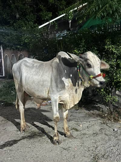 Hissa available in bail