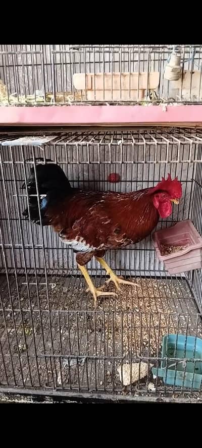 MASHA ALLAH  healthy and active breeder Male