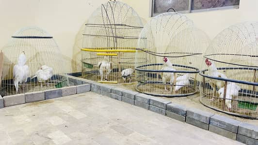 Aseel cages