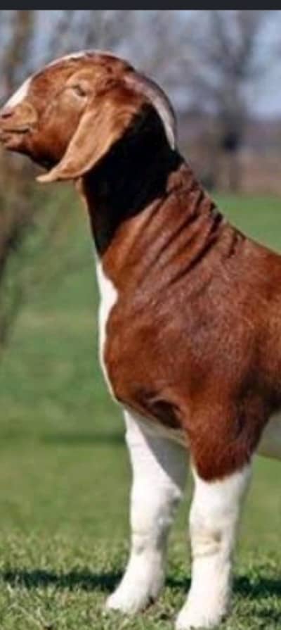 qurbani ke janwar ziba karvane ke liye Rasta Karen contact  0314411586