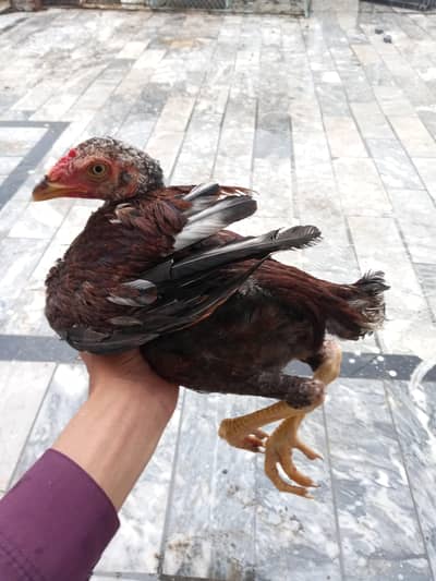 Aseel chick
