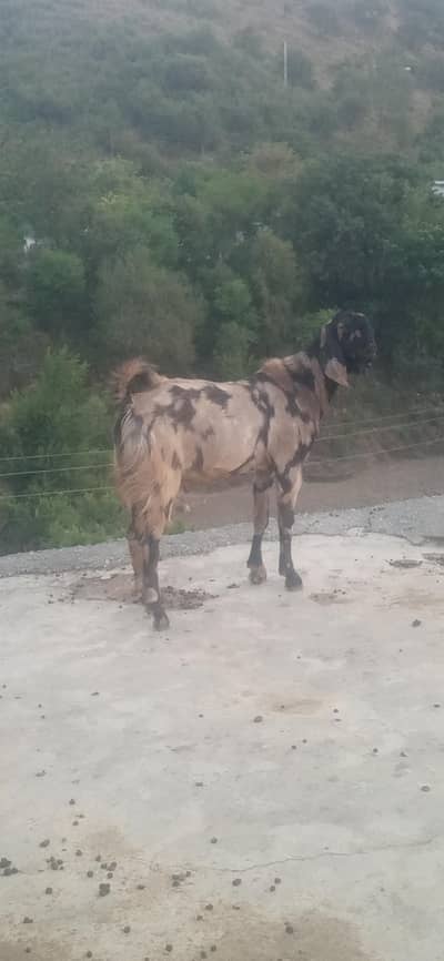 for sale