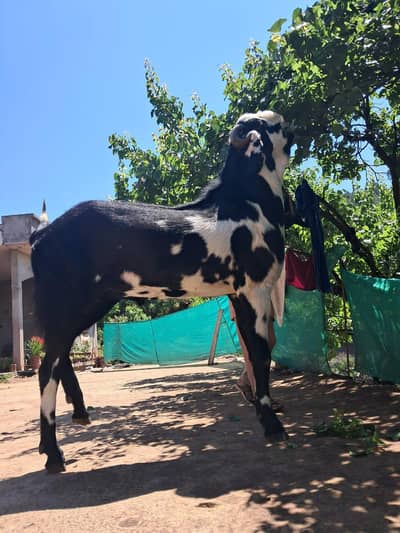 Bakra for Qurabani