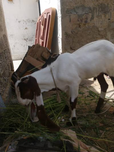 bakri for sale