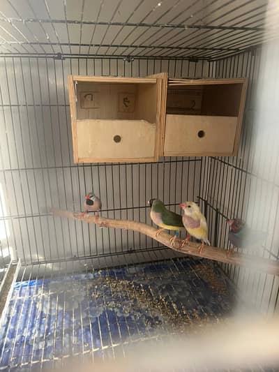 Small room aviary setup | Exotic Finches