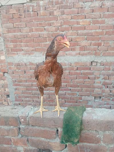 aseel murgi
