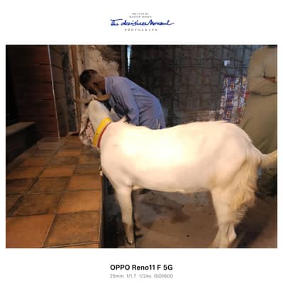 bakra for sale