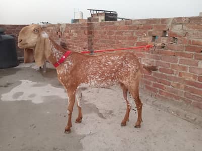Pure Makhi Chini beetal
