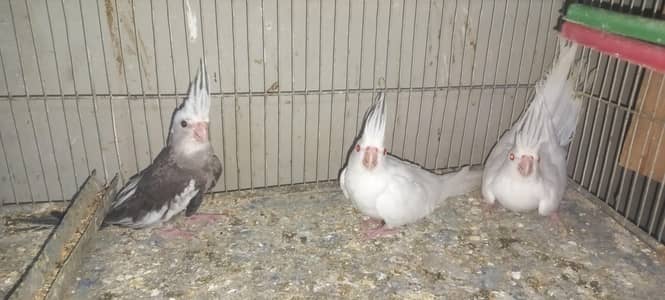 healthy and active cocktail pairs available
