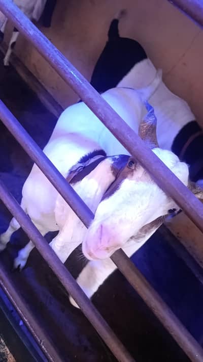 khassi homebred goats