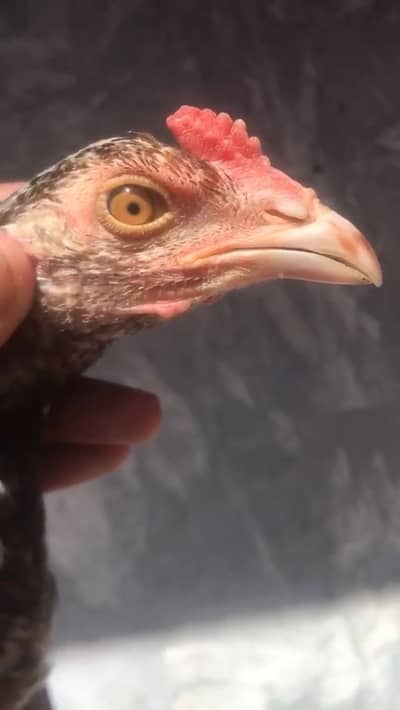 PURE HINT MALE AND PURE BURMI UPPER CUT FEMALE