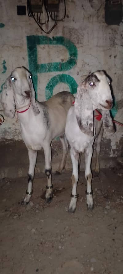 2 munde bakro ki jori for sell