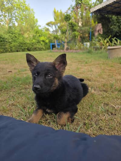 German Shephard Pup