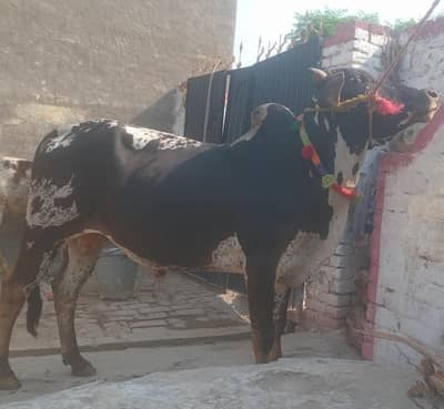 bull for sale