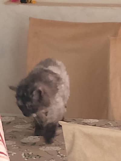Female cat for Sale