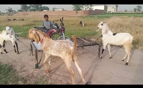 2 bakr avil hn qurbnai ky lya