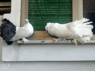 White American male and black tail female for sale