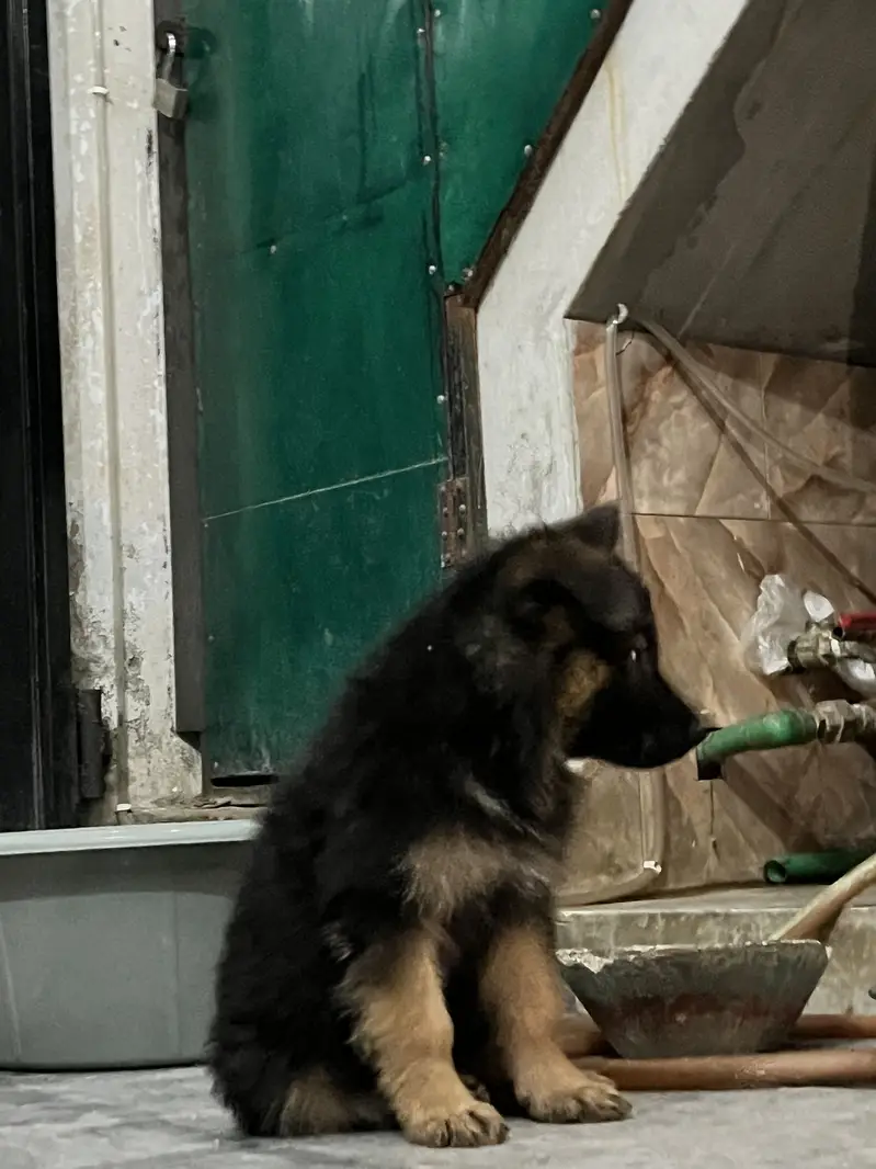 German shepherd long coat — photo 3