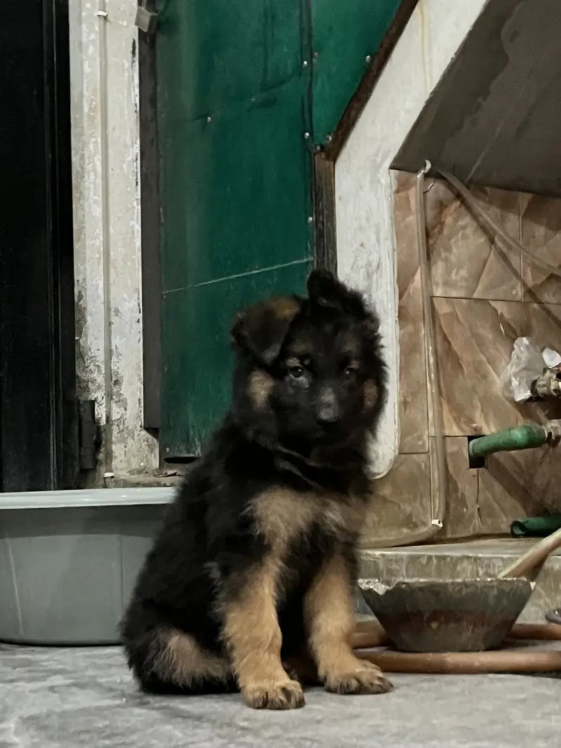 German shepherd long coat — photo 5
