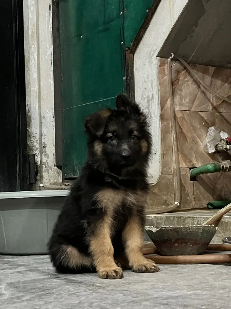 German shepherd long coat — photo 6