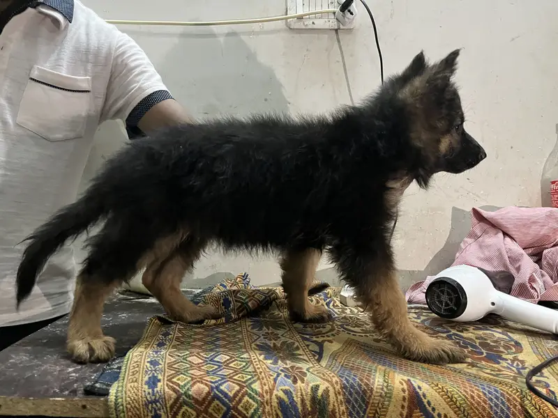 German shepherd long coat — photo 7