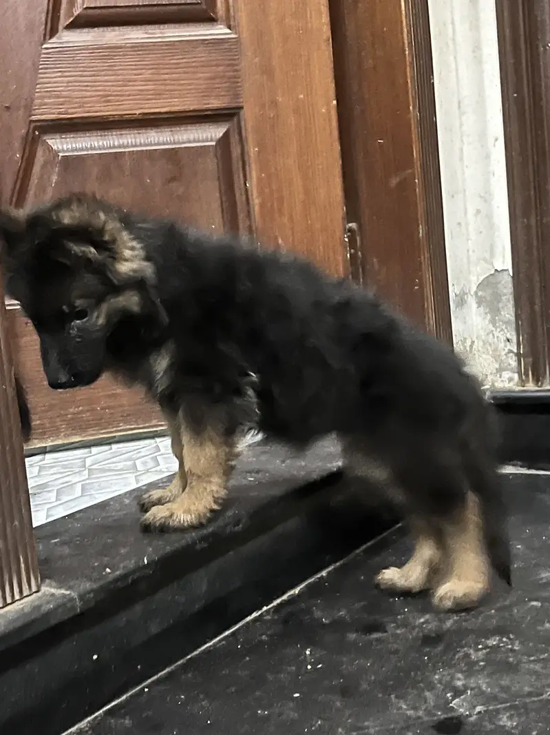 German shepherd long coat — photo 8