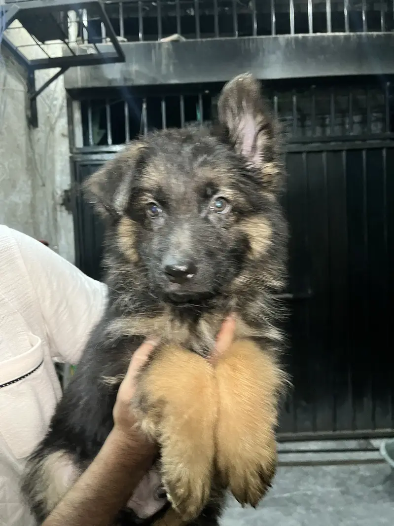 German shepherd long coat — photo 9