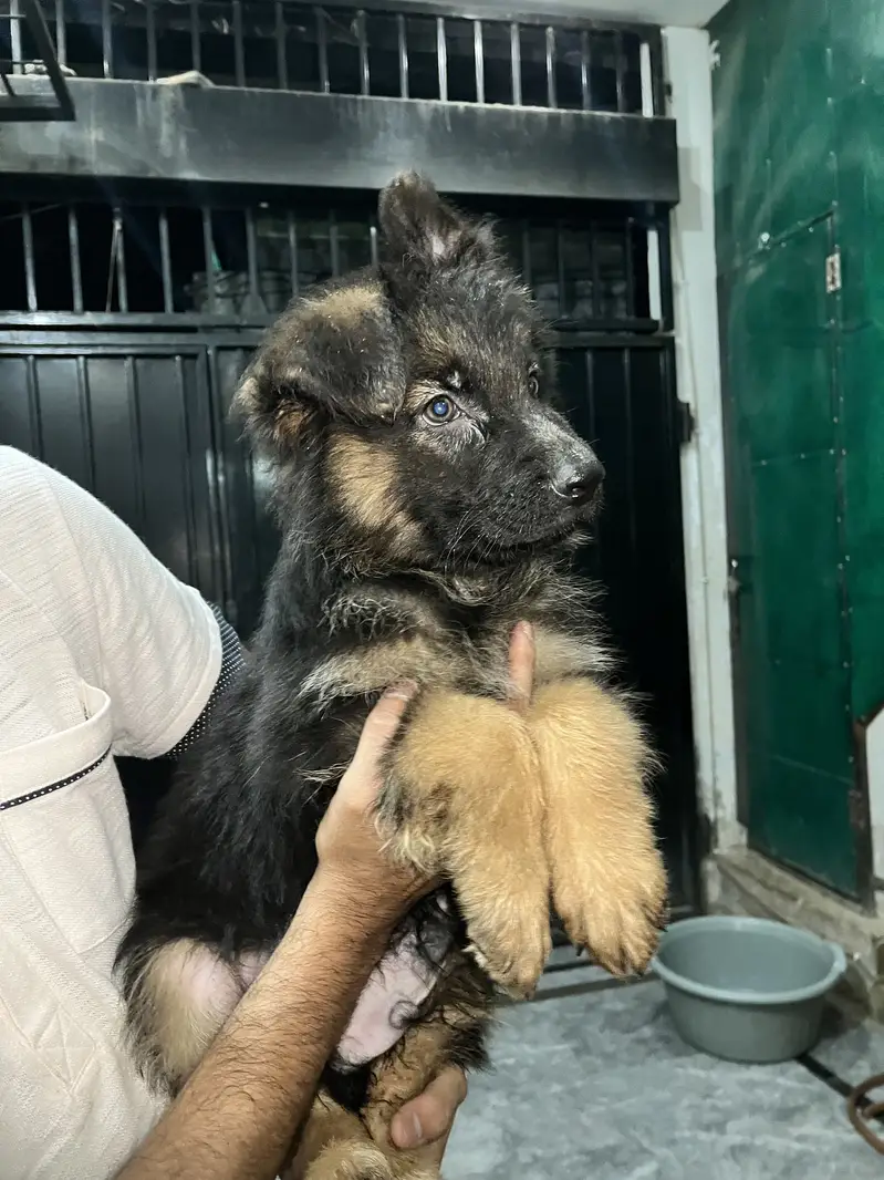 German shepherd long coat — photo 10