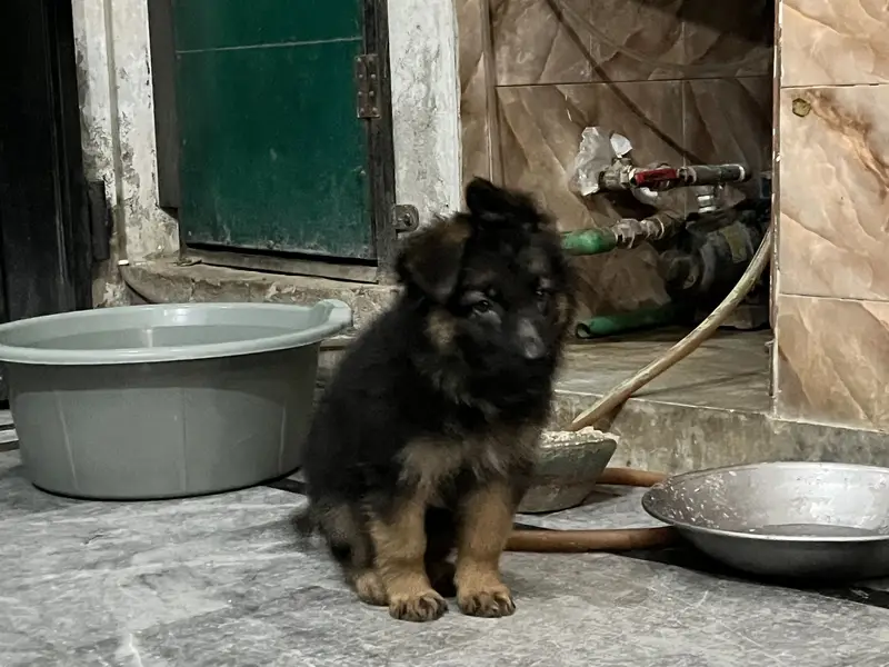 German shepherd long coat — photo 11