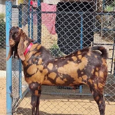 Maki cheena Bakra 35-40kg safi ghost