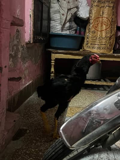 Thai Mokoya Hen