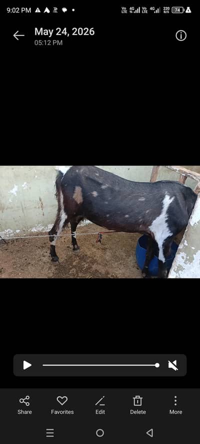 kamori Bakree for Qurbani