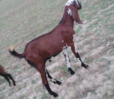 Bakra for sale