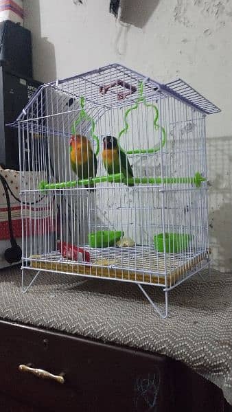 lovebirds along with cage for sale