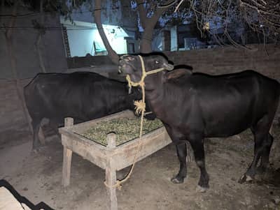 mashahllah qurbani ky liye beautiful buffalo for the