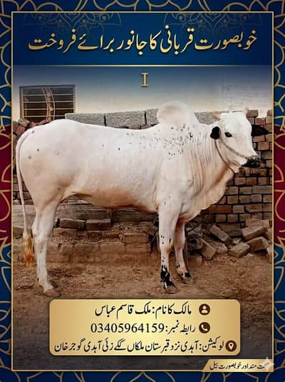 qurbani bull